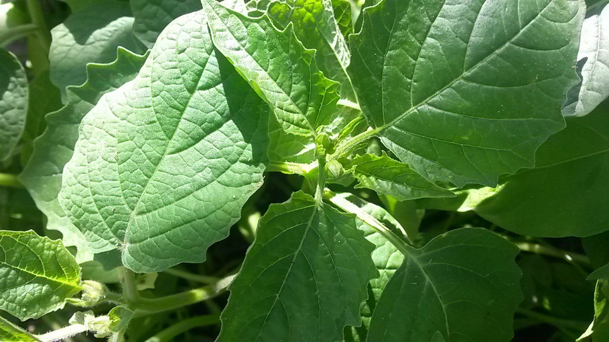 Real tomatillo plant with broad leaves and developing growth in bright light