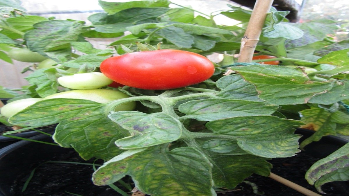 A real ripening tomato growing on a supported potted bush tomato plant
