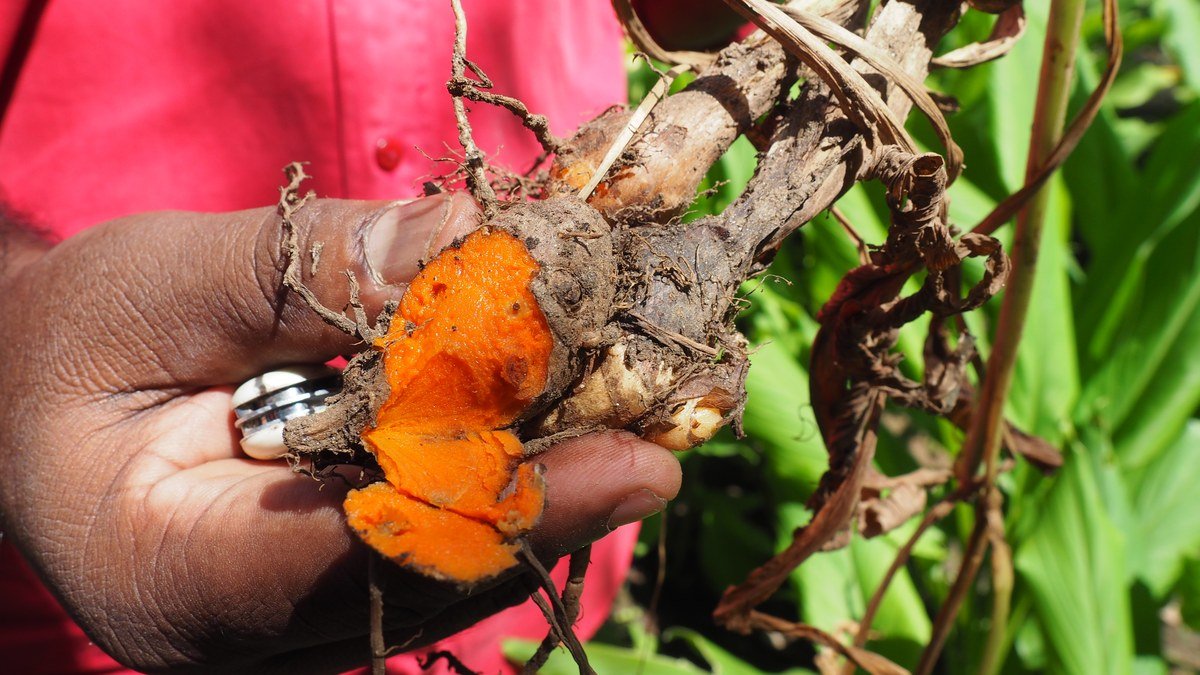 Real harvested turmeric rhizome with bright orange flesh and soil-covered roots