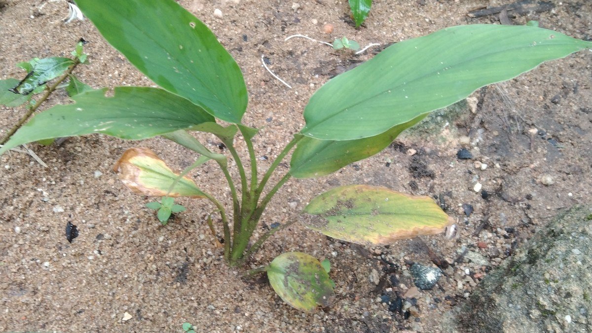 Real young turmeric plant with broad green leaves growing at soil level