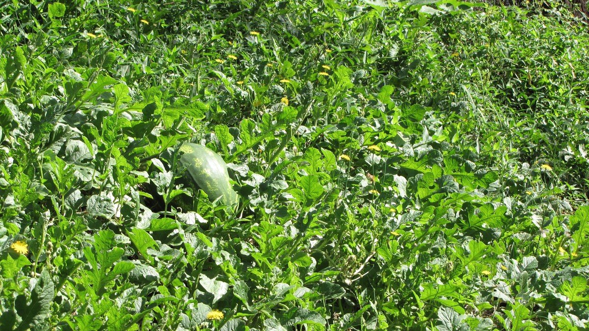 Real watermelon fruit developing among a vigorous vine and leaves in a sunny growing area