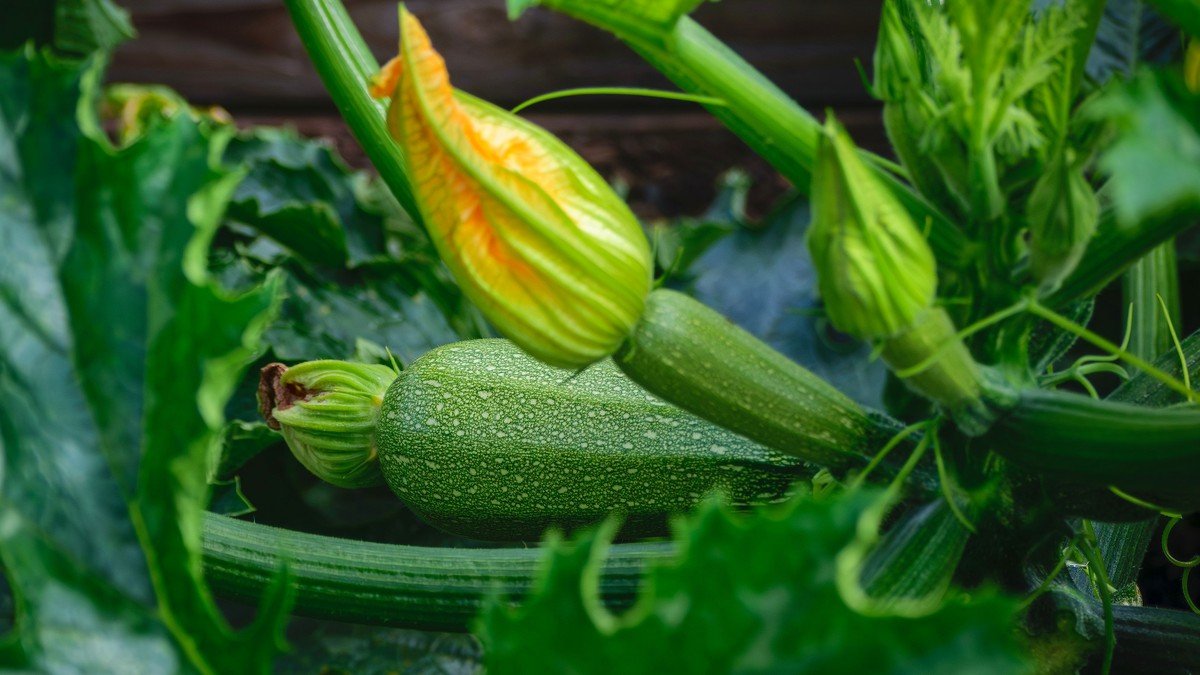 Real zucchini plant with green fruit and yellow flowers