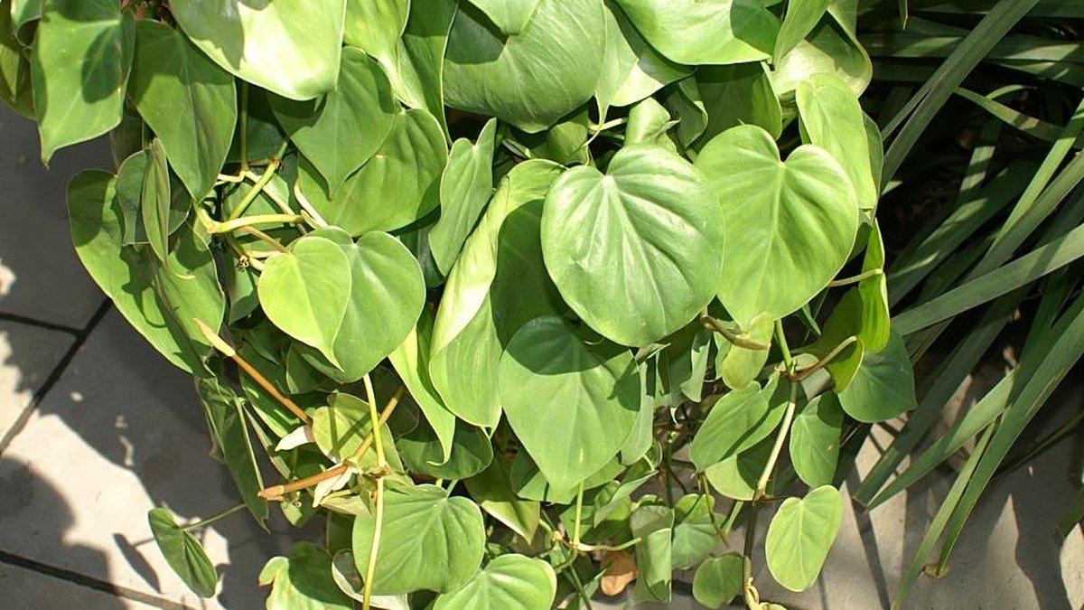 A real heartleaf philodendron vine with green heart-shaped leaves