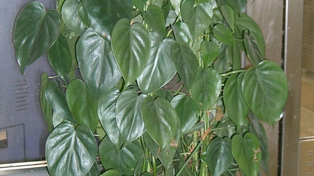Real photo of a heartleaf philodendron vine growing upright