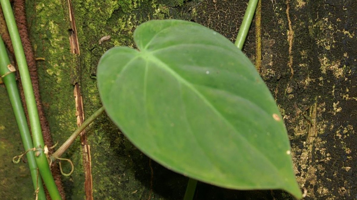 Real photo of green heartleaf philodendron leaves