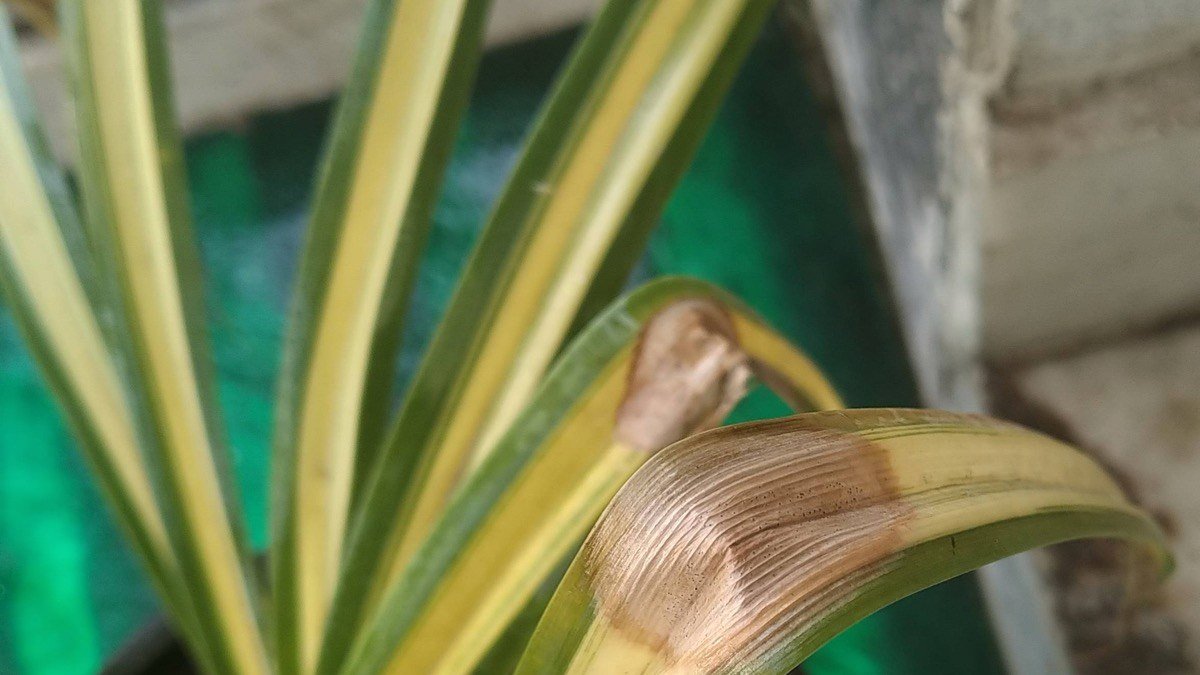 A real spider plant leaf with a dry brown tip used to show houseplant tip burn