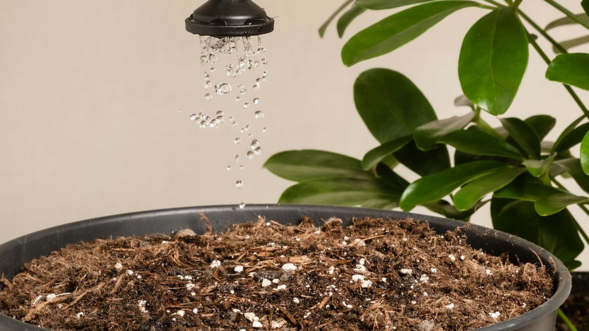 Water falling into real houseplant potting mix from a watering wand