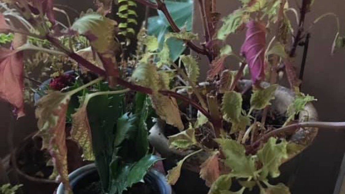A real drooping coleus houseplant with limp leaves