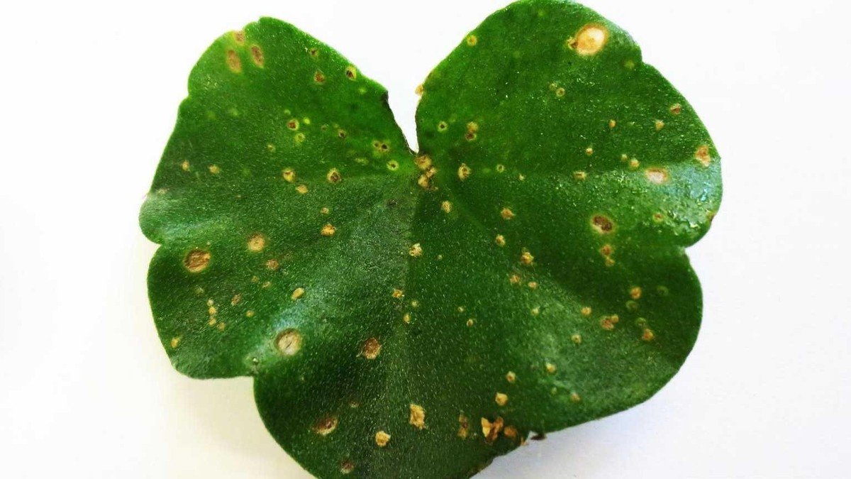 Real houseplant leaf with raised corky edema spots