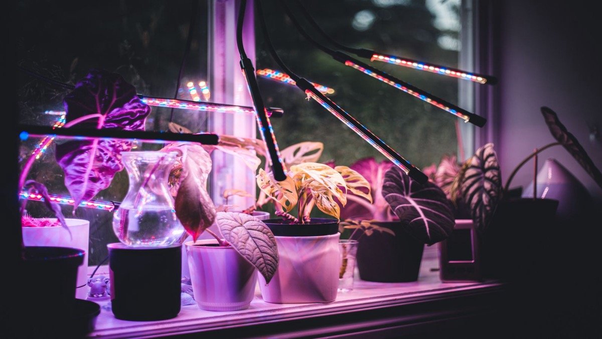 Real potted houseplants under small LED grow lights on a windowsill