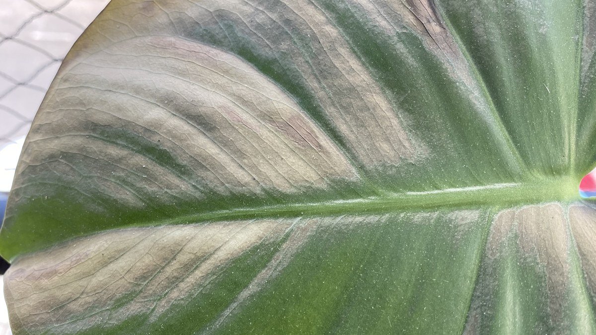 Real Monstera leaf with broad pale brown scorch damage across green tissue