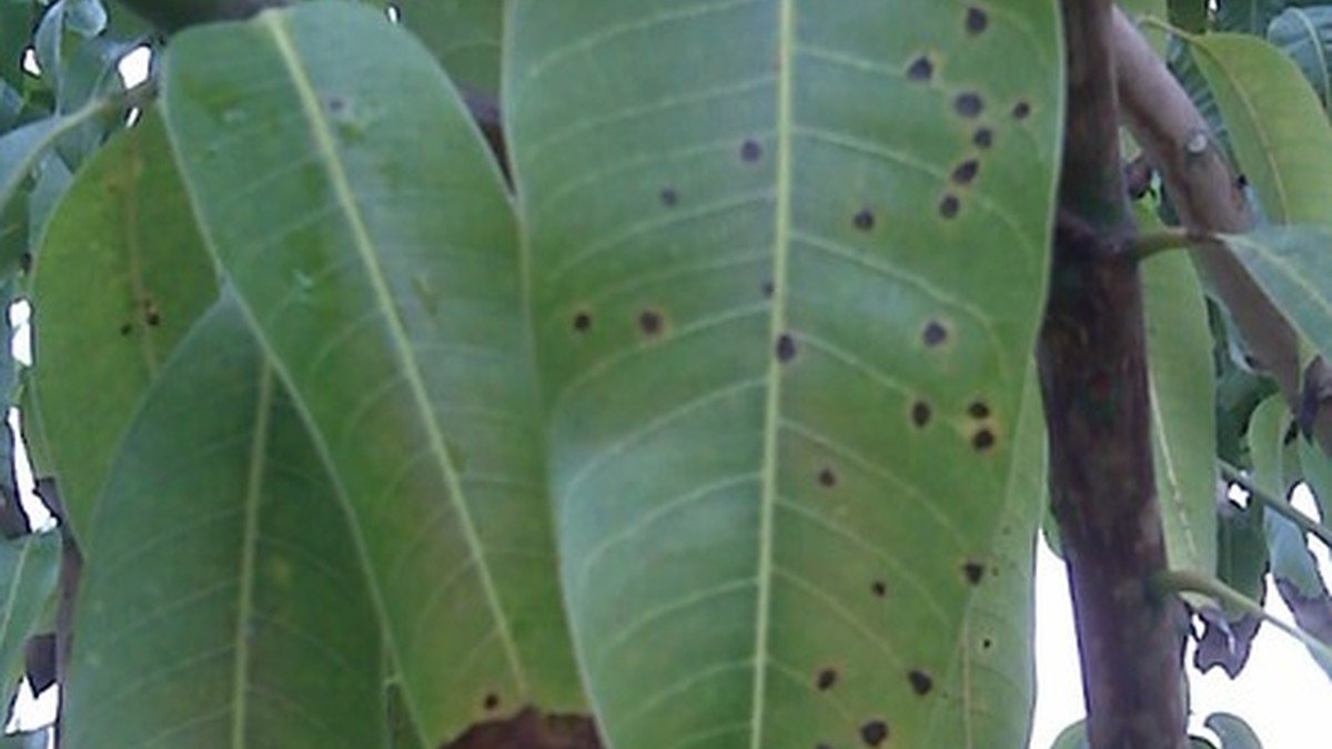 Real mango leaf with multiple dark leaf spots used as a visual example for plant diagnosis