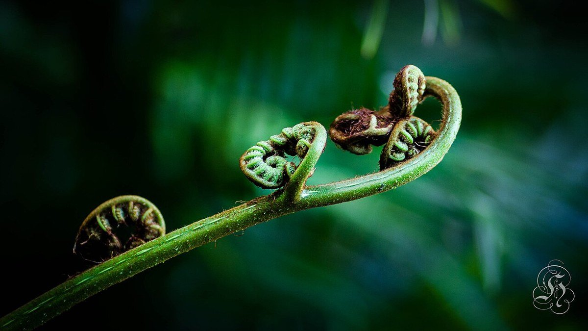 A real close-up of curled plant leaves with visible leaf-curl damage