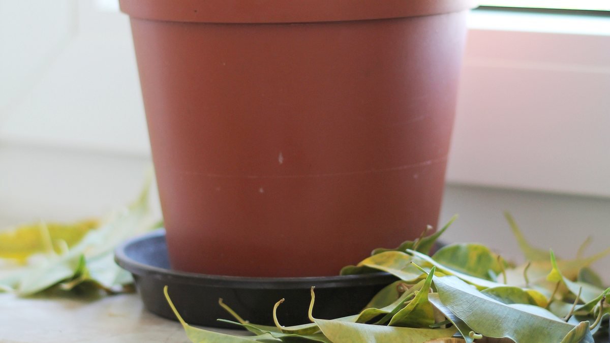 A real ficus houseplant with fallen yellow leaves around the pot