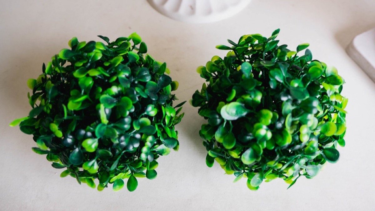 Real small potted houseplants arranged on a tabletop