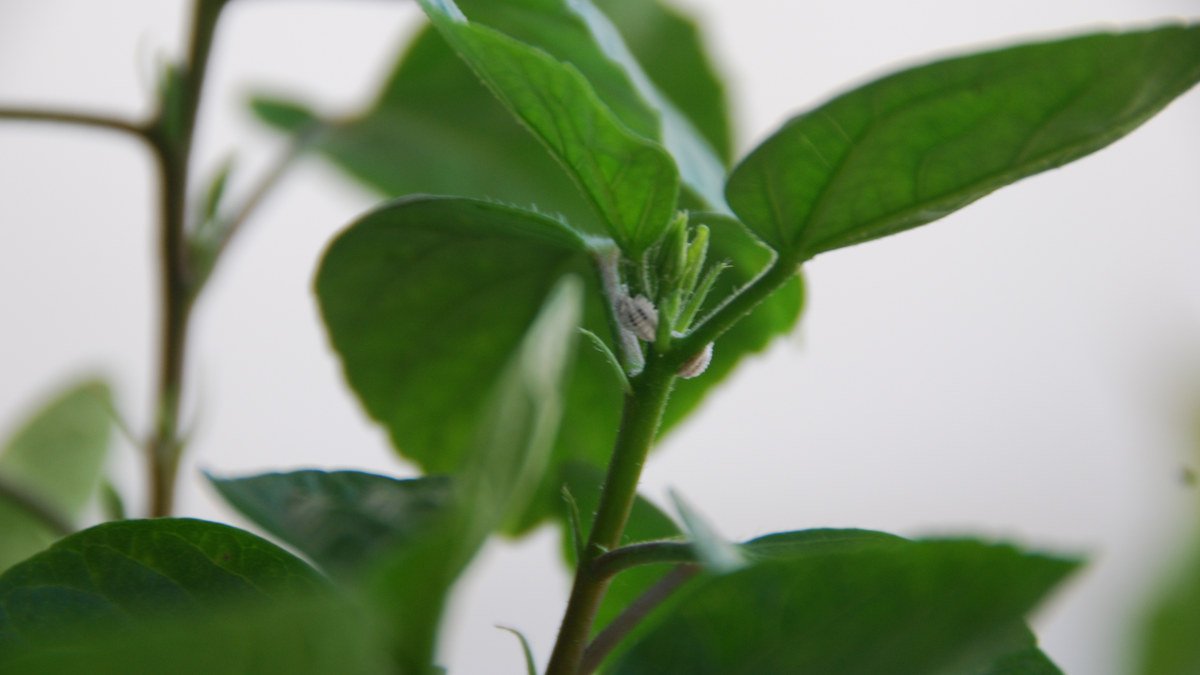 Real mealybugs clustered at the leaf joint of a yellow hibiscus plant