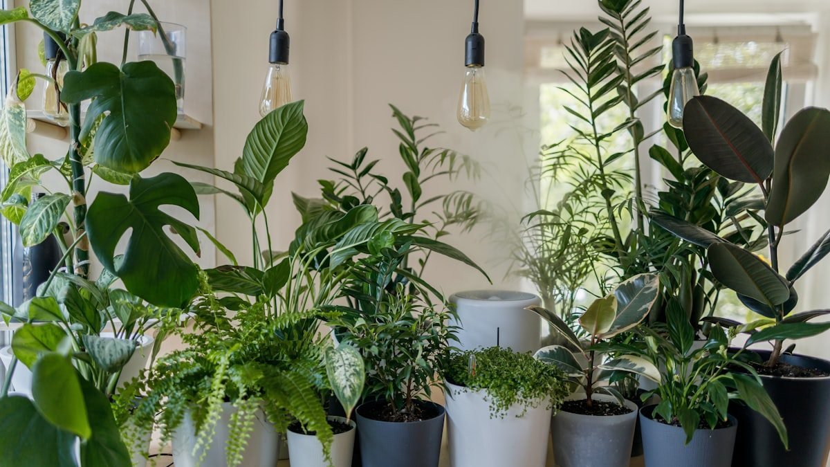 Several real houseplants growing in plastic and ceramic pots near a bright window