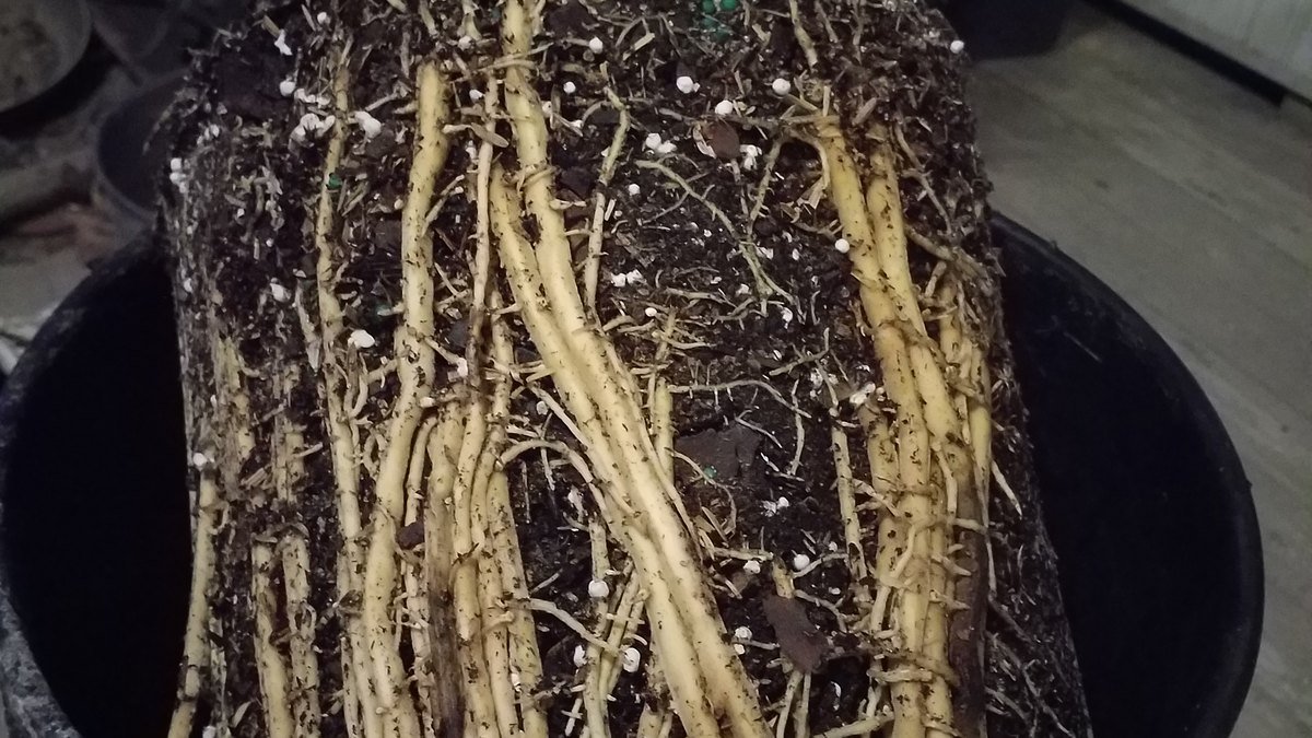 A real root-bound potted palm lifted from its pot