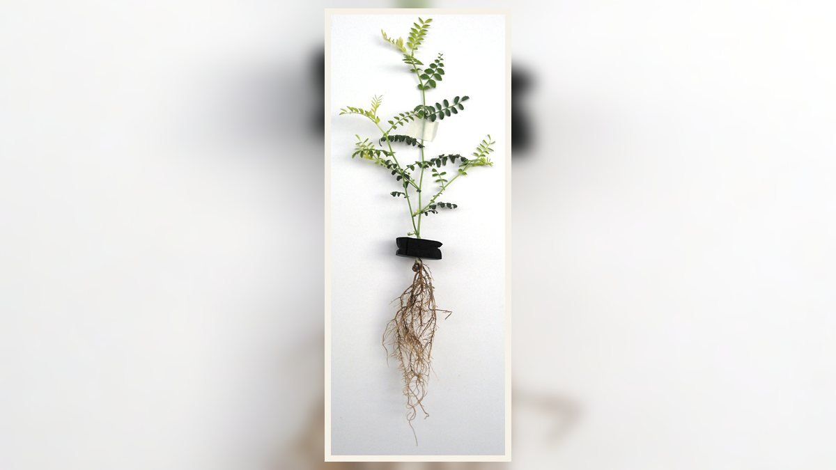 A real plant root rot sample showing damaged brown roots and discolored leaves