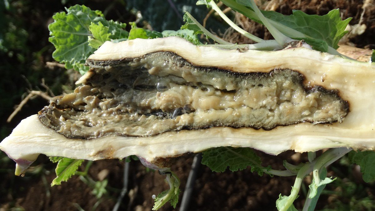 Real kale stem cut open to show wet, mushy bacterial soft rot tissue used as a diagnostic example