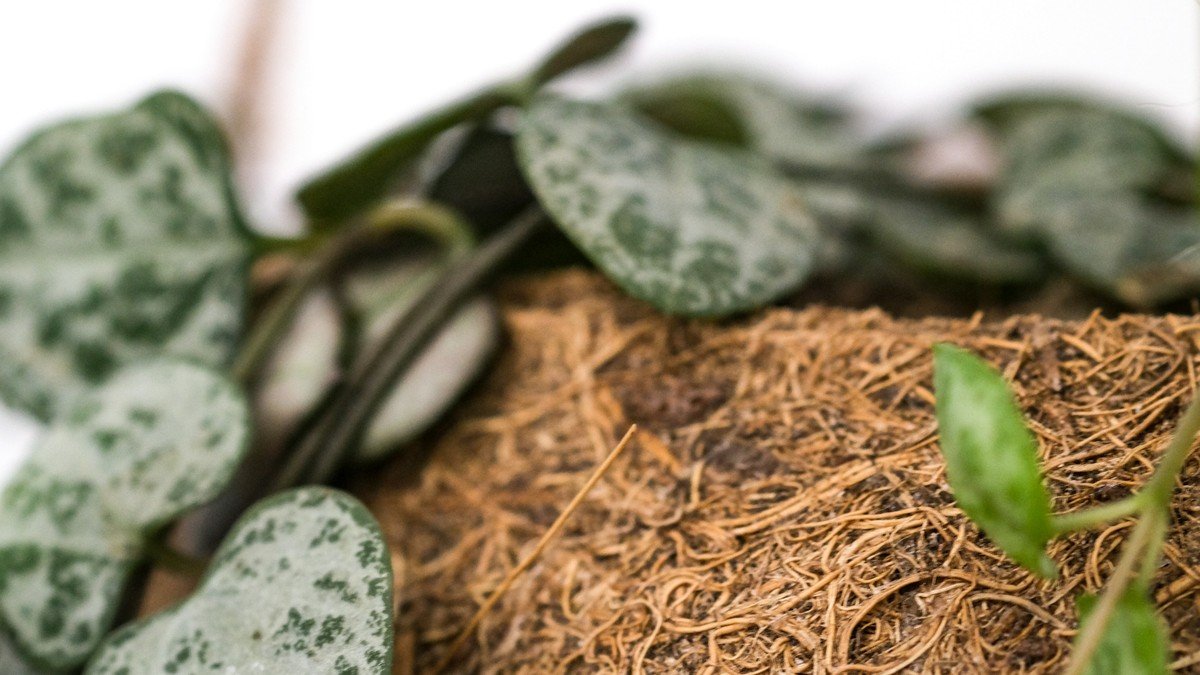 A close-up of real String of Hearts leaves and dry potting medium in a pot
