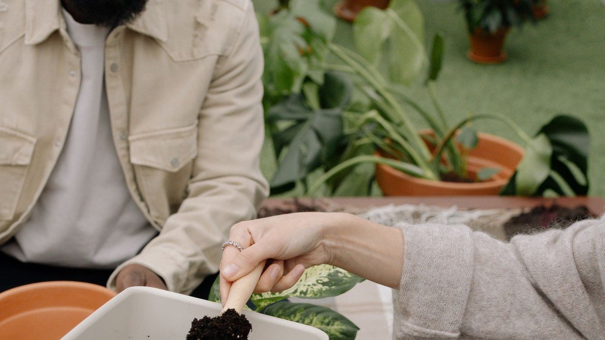 Hands working with potting mix among real houseplants