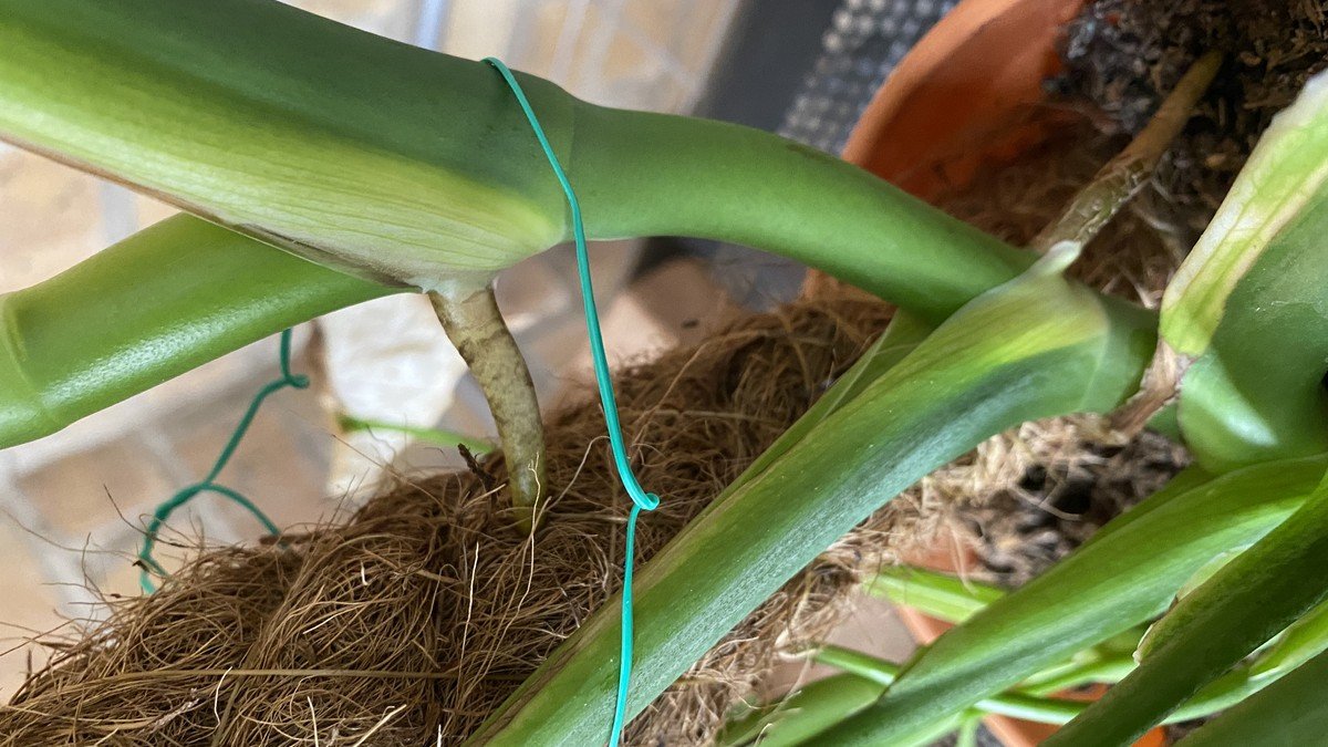 A real Monstera stem trained against a coir support pole with an aerial root and soft tie visible