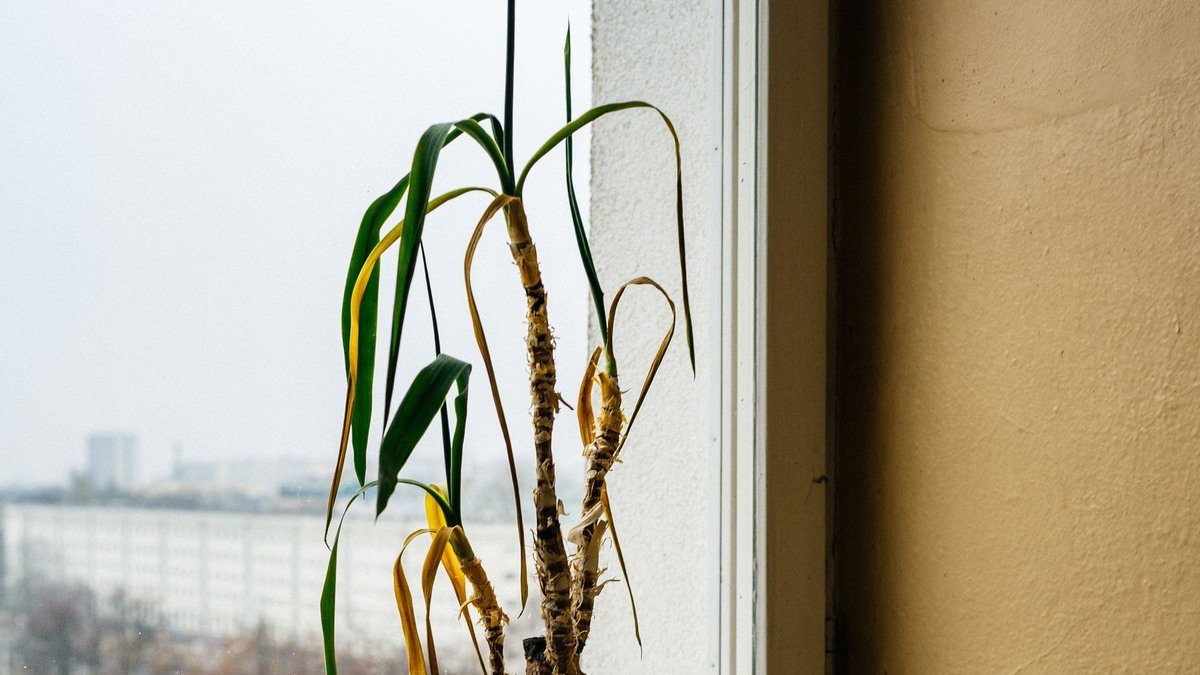 A real wilted potted houseplant with limp green and yellow leaves beside a window