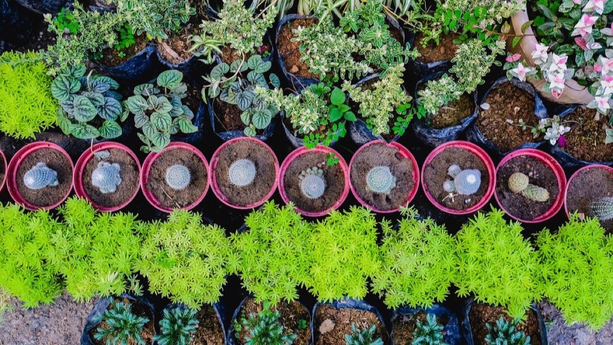 Real potted houseplants grouped together after repotting