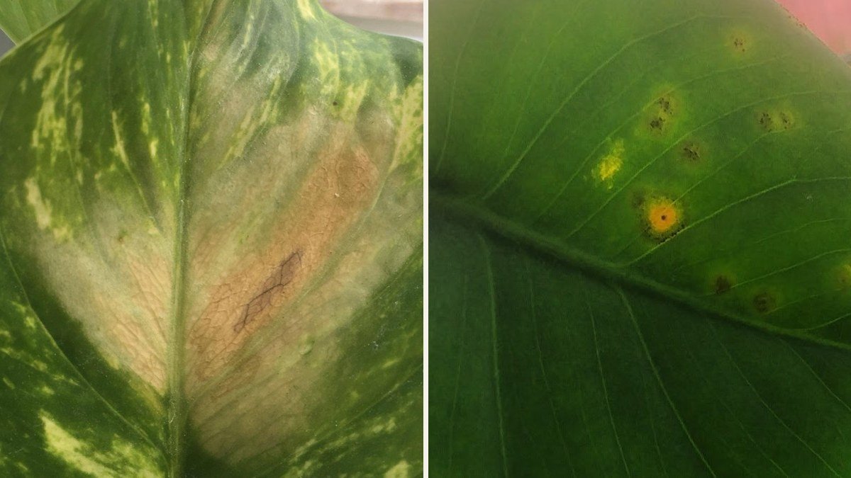A real-photo collage of yellowing pothos and Monstera leaves