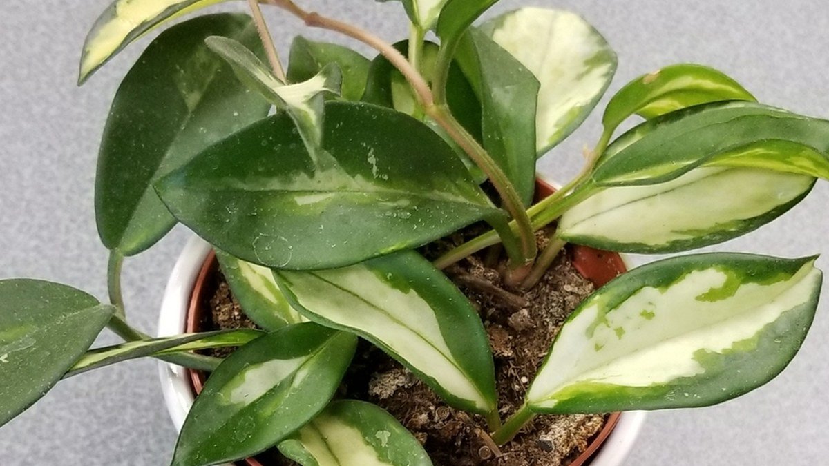 A real variegated Hoya carnosa houseplant with waxy green and cream leaves