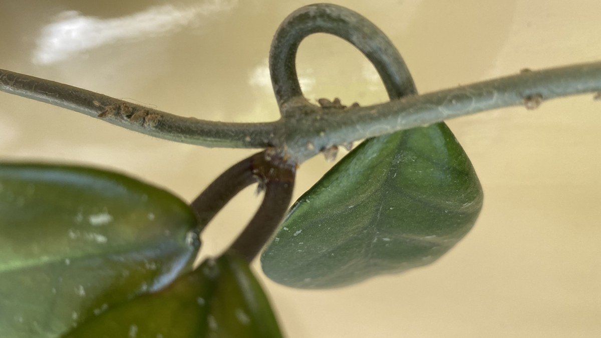 Real Hoya carnosa stem showing roots forming along the vine