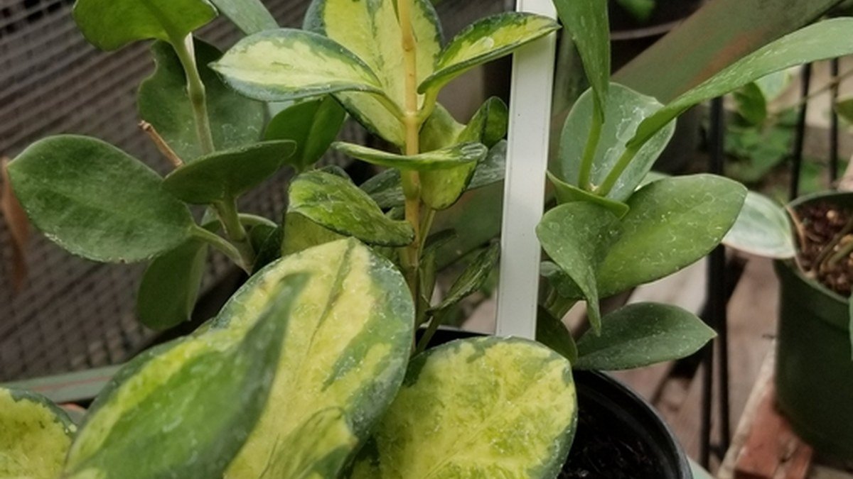Real variegated Hoya australis Lisa houseplant with green and cream leaves