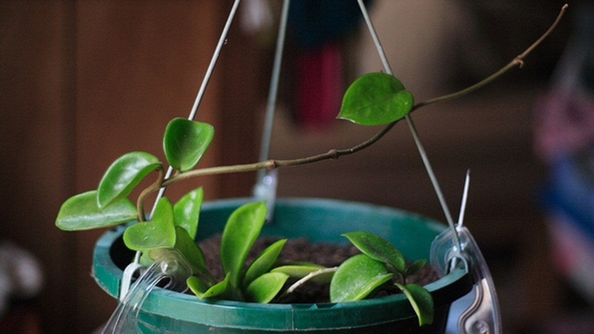 Real young Hoya carnosa plant in a container with green waxy leaves