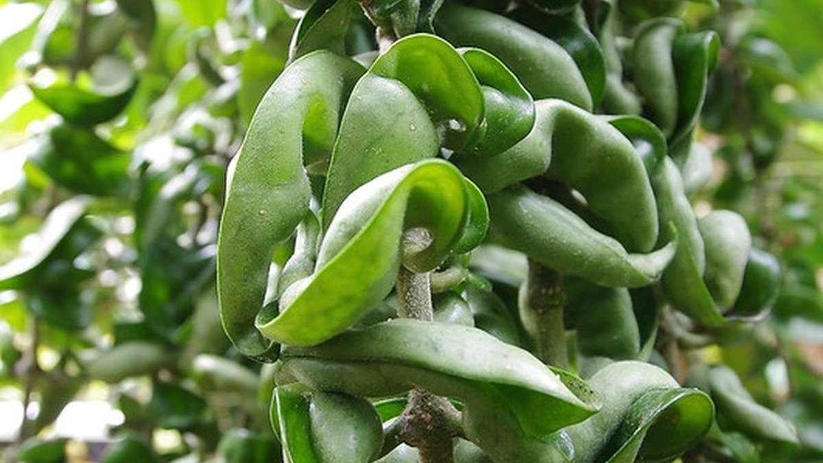 Real Hoya carnosa Compacta hanging plant with curled rope-like leaves