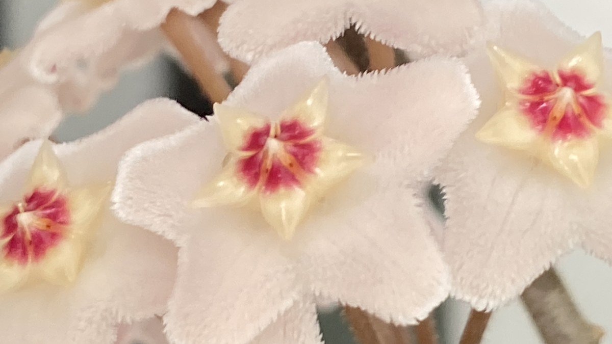 Real close-up of hairy star-shaped Hoya carnosa flowers