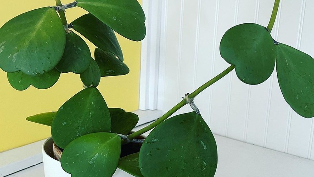 Real Hoya kerrii plant with thick heart-shaped leaves in a pot