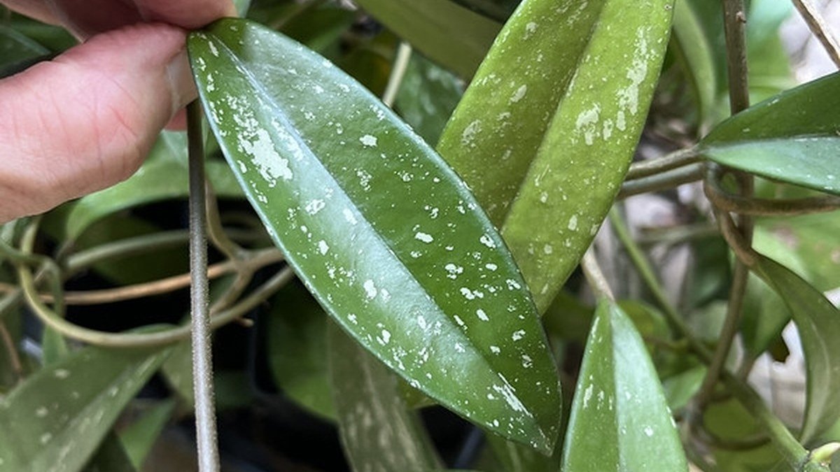 Real Hoya pubicalyx leaf with narrow shape and silver speckles