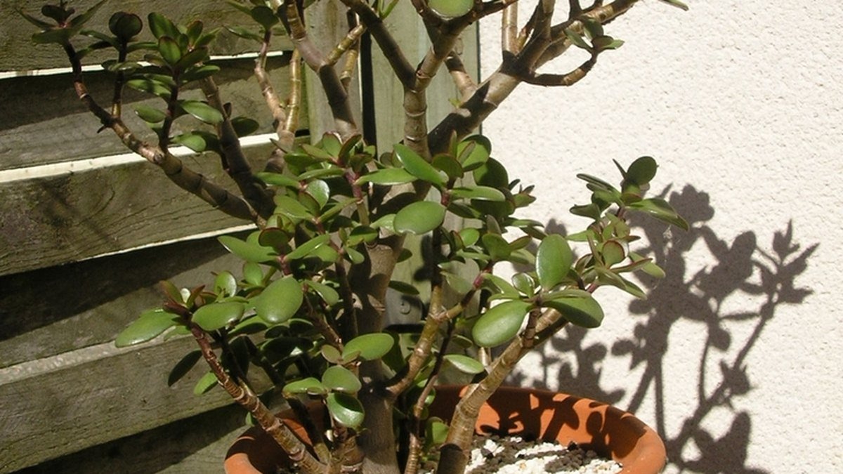 A real potted jade plant with woody stems and oval succulent leaves
