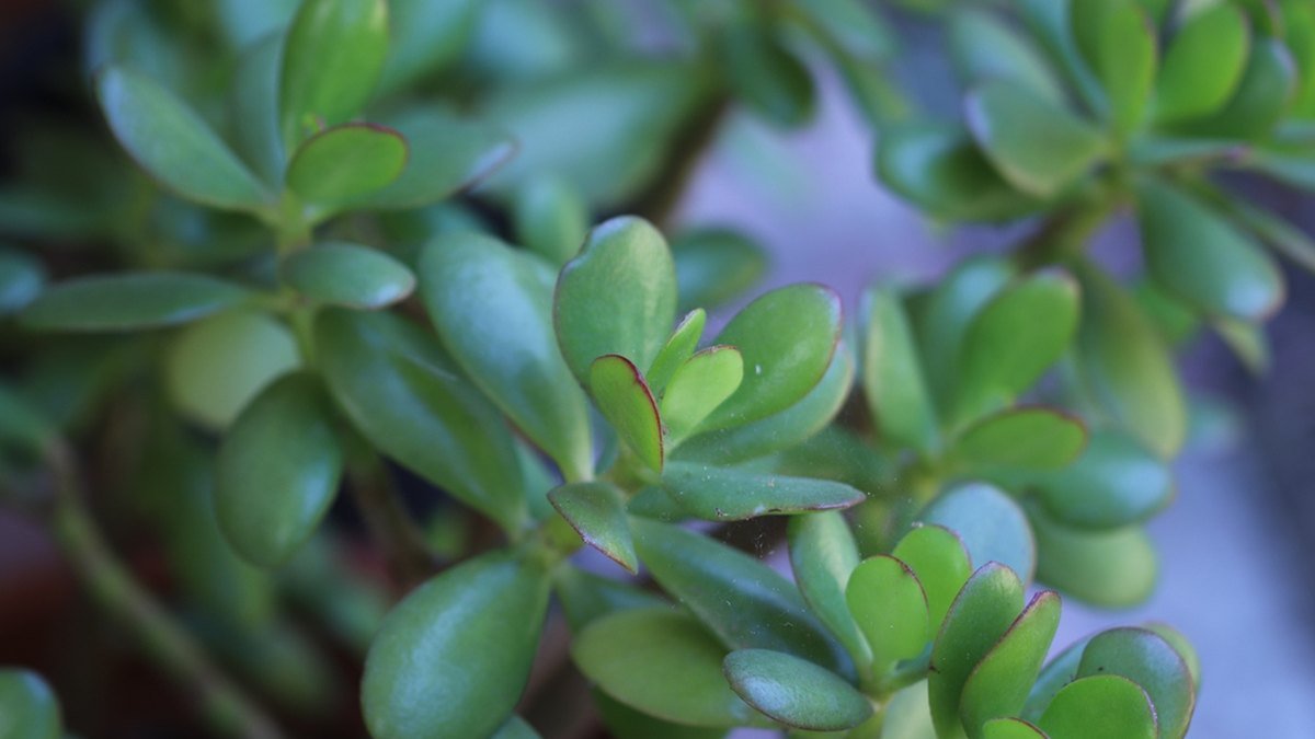 Real photo of classic jade plant leaves with red-tinged edges