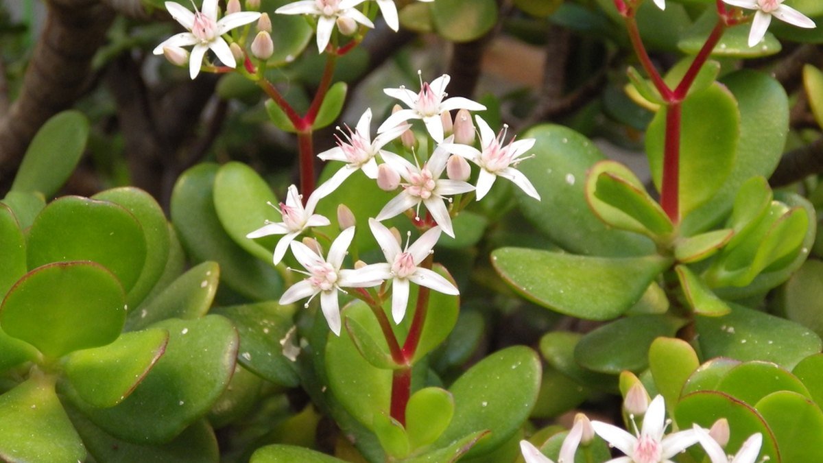 Real photo of jade plant with small white and pink star-shaped flowers