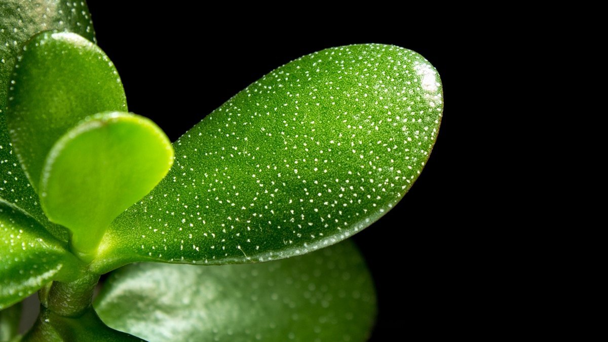 Real close-up photo of jade plant oval succulent leaves