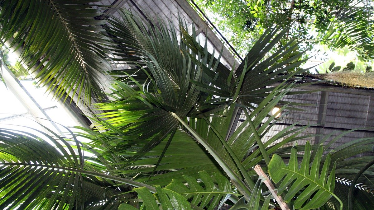 Real Kentia palm foliage growing under glass in a botanical garden