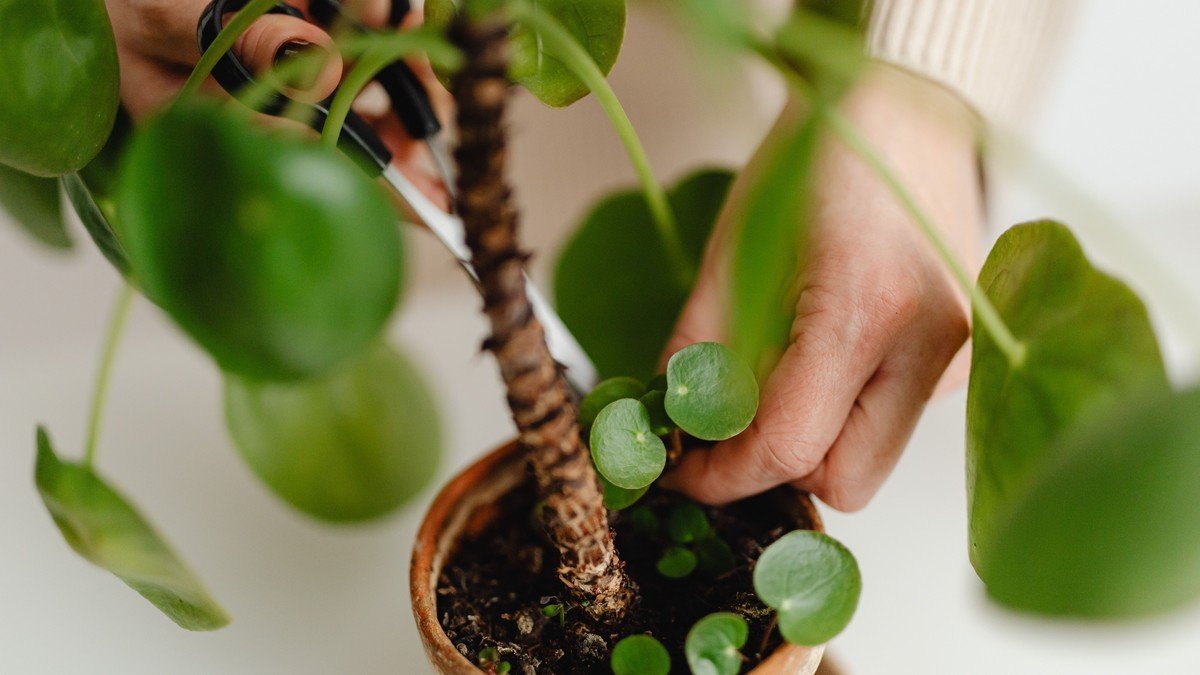 Real close-up of hands pruning a potted houseplant with scissors