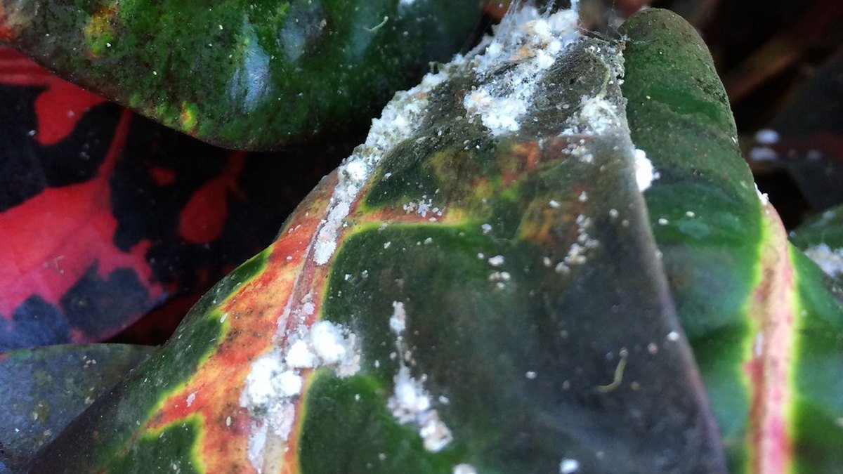 A real croton leaf with white mealybugs clustered along the surface