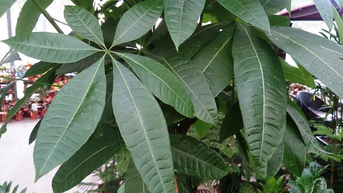 A real braided money tree houseplant with palmate green leaves