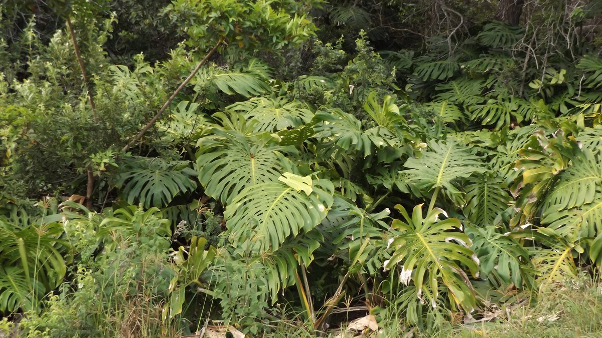 A real outdoor Monstera deliciosa with large split leaves