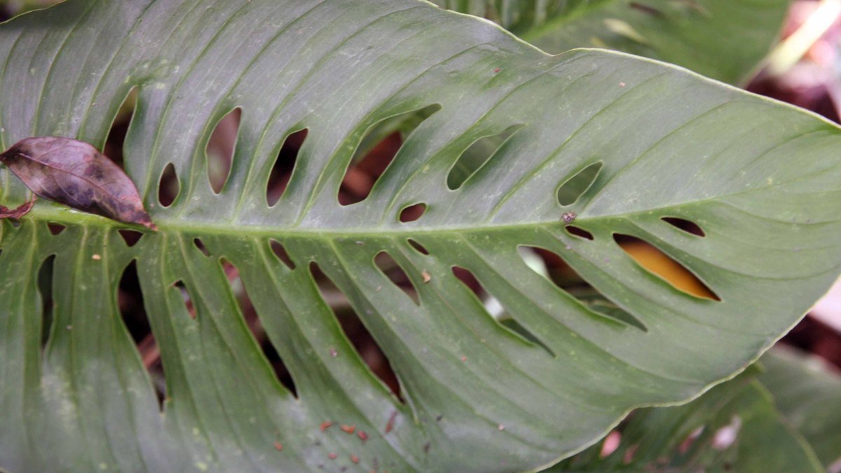 Real photo of Monstera adansonii leaf with oval holes