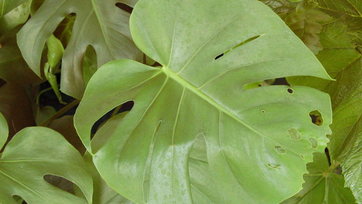 Real photo of a Monstera deliciosa leaf with splits and holes