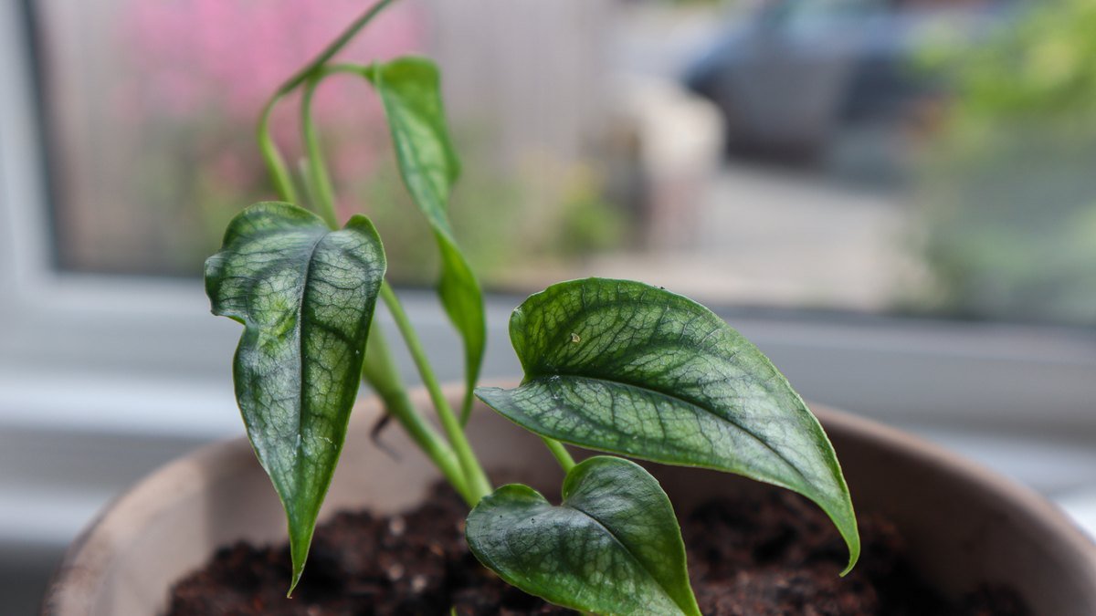 Real photo of juvenile Monstera siltepecana in a pot